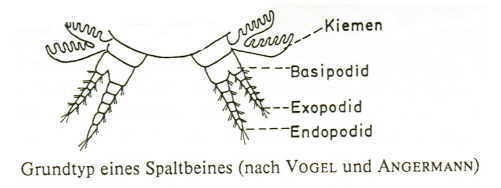 ,Grundtyp eines Spaltbeines