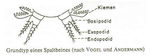 ,Grundtyp eines Spaltbeines