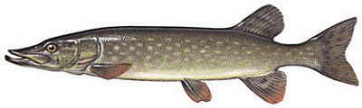 esox.jpg,Der Hecht(Esox lucius)
