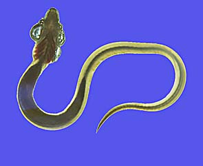 ,...und wenn man genauer hinsieht, -sogar mit Text! ;-)