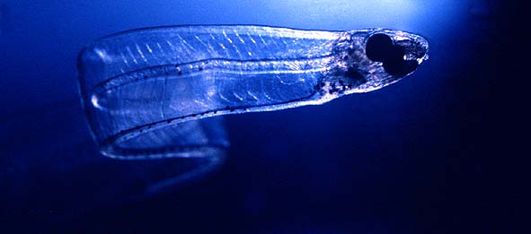 ,Das sind übrigens Glasaale.........